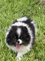 Archie , a male Pomeranian for sale in Wauchula, FL – 8 of 10