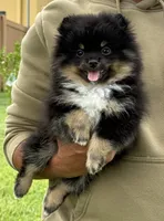 Walter , a male Pomeranian for sale in Wauchula, FL – 1 of 10
