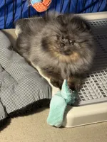 Sammy, a male Pomeranian for sale in Wauchula, FL – 9 of 10