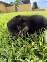Blk/tan , a female Pomeranian for sale in Wauchula, FL – 10 of 10