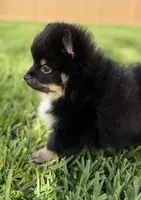 Blk/tan , a female Pomeranian for sale in Wauchula, FL – 5 of 10