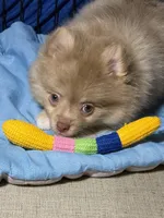 Westley, a male Pomeranian for sale in Wauchula, FL – 4 of 10