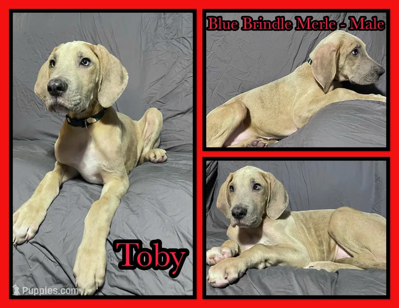 Toby – Great Dane puppy for sale in Bidwell, OH