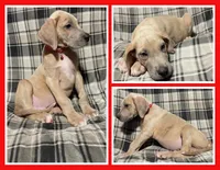 Toby, a male Great Dane for sale in Bidwell, OH – 2 of 2