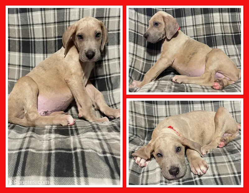 Toby – Great Dane puppy for sale in Bidwell, OH