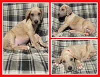 Toby, a male Great Dane for sale in Bidwell, OH – 1 of 2