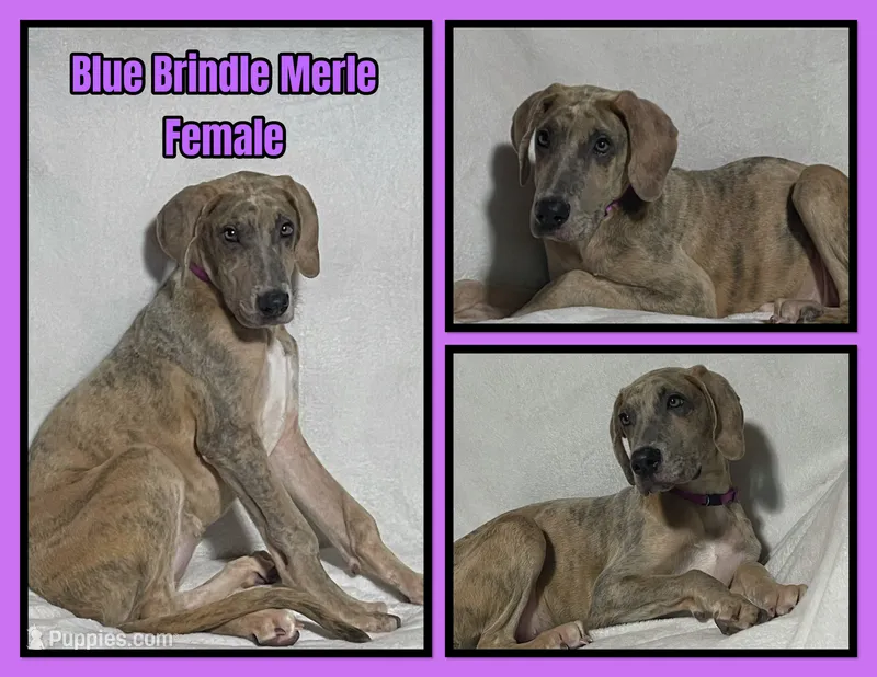 True – Great Dane puppy for sale in Bidwell, OH