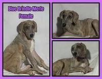 True, a female Great Dane for sale in Bidwell, OH – 1 of 1
