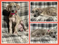 Talia, a male Great Dane for sale in Bidwell, OH – 2 of 2