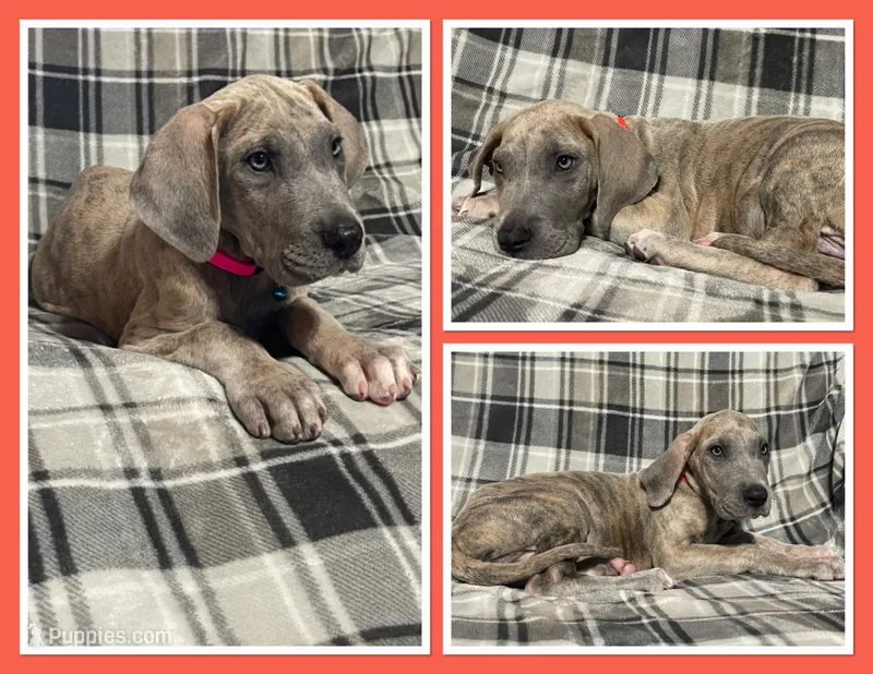 Talia – Great Dane puppy for sale in Bidwell, OH