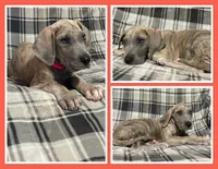 Talia, a male Great Dane for sale in Bidwell, OH – 1 of 2