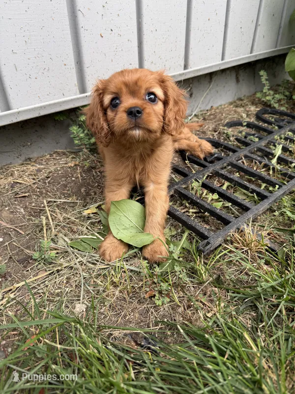 Stella  – Cavalier King Charles Spaniel puppy for sale in Kansas City, MO