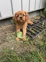 Stella , a female Cavalier King Charles Spaniel for sale in Kansas City, MO – 4 of 10