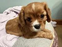Sylvie , a female Cavalier King Charles Spaniel for sale in Kansas City, MO – 2 of 8