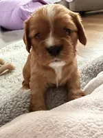 Nova, a female Cavalier King Charles Spaniel for sale in Kansas City, MO – 3 of 8