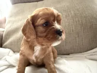 Sylvie , a female Cavalier King Charles Spaniel for sale in Kansas City, MO – 6 of 7