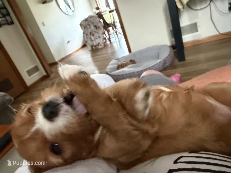 Nova – Cavalier King Charles Spaniel puppy for sale in Kansas City, MO