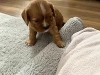 Nova, a female Cavalier King Charles Spaniel for sale in Kansas City, MO – 7 of 8
