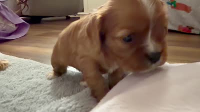 Nova, a female Cavalier King Charles Spaniel for sale in Kansas City, MO – 8 of 8
