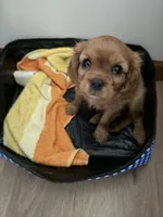 Stella , a female Cavalier King Charles Spaniel for sale in Kansas City, MO – 2 of 10