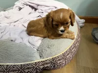 Sylvie , a female Cavalier King Charles Spaniel for sale in Kansas City, MO – 7 of 8