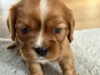 Nova, a female Cavalier King Charles Spaniel for sale in Kansas City, MO – 2 of 8