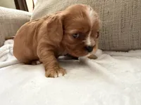 Sylvie , a female Cavalier King Charles Spaniel for sale in Kansas City, MO – 5 of 7
