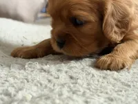 Stella , a female Cavalier King Charles Spaniel for sale in Kansas City, MO – 3 of 10