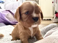 Nova, a female Cavalier King Charles Spaniel for sale in Kansas City, MO – 6 of 8