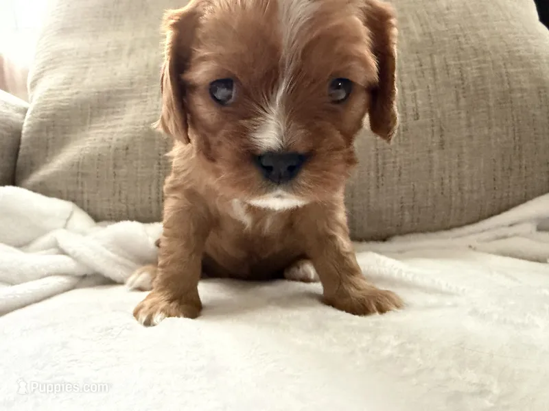 Sylvie  – Cavalier King Charles Spaniel puppy for sale in Kansas City, MO