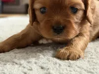 Stella , a female Cavalier King Charles Spaniel for sale in Kansas City, MO – 2 of 10