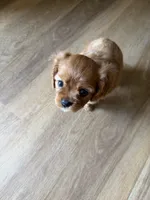 Stella , a female Cavalier King Charles Spaniel for sale in Kansas City, MO – 6 of 10