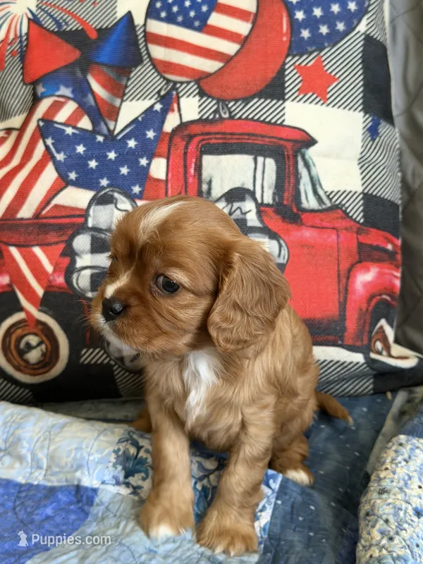 Sylvie  – Cavalier King Charles Spaniel puppy for sale in Kansas City, MO