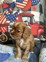 Sylvie , a female Cavalier King Charles Spaniel for sale in Kansas City, MO – 3 of 8