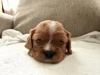 Sylvie , a female Cavalier King Charles Spaniel for sale in Kansas City, MO – 2 of 7