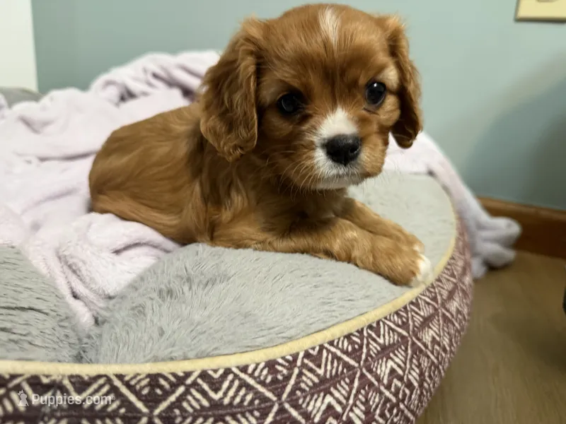 Sylvie  – Cavalier King Charles Spaniel puppy for sale in Kansas City, MO
