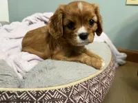 Sylvie , a female Cavalier King Charles Spaniel for sale in Kansas City, MO – 1 of 8