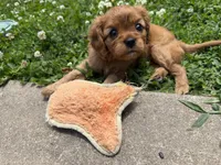 Stella , a female Cavalier King Charles Spaniel for sale in Kansas City, MO – 7 of 10