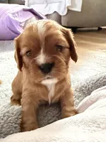 Nova, a female Cavalier King Charles Spaniel for sale in Kansas City, MO – 4 of 8