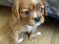 Sylvie , a female Cavalier King Charles Spaniel for sale in Kansas City, MO – 4 of 8