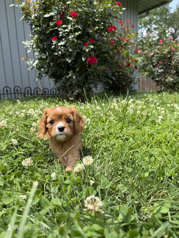 Nova – Cavalier King Charles Spaniel puppy for sale in Kansas City, MO