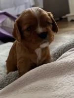 Nova, a female Cavalier King Charles Spaniel for sale in Kansas City, MO – 5 of 8