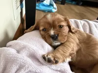 Sylvie , a female Cavalier King Charles Spaniel for sale in Kansas City, MO – 5 of 8