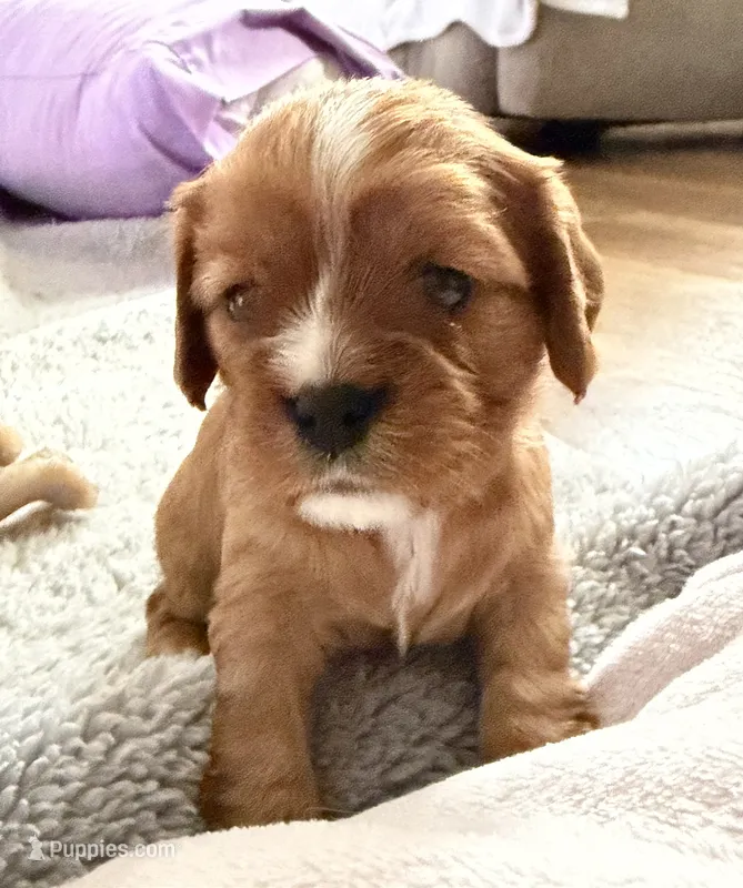 Nova – Cavalier King Charles Spaniel puppy for sale in Kansas City, MO