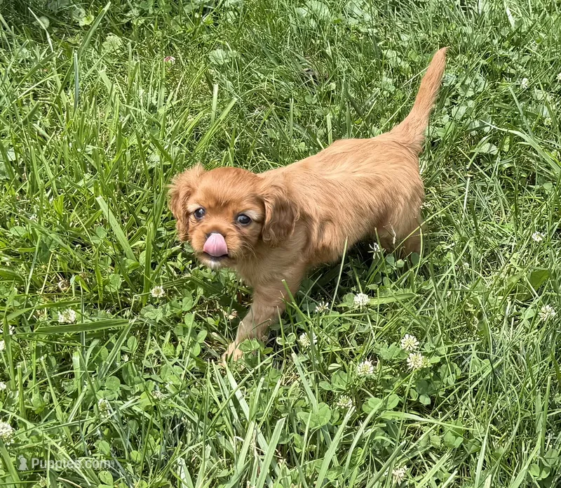 Stella  – Cavalier King Charles Spaniel puppy for sale in Kansas City, MO
