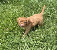 Stella , a female Cavalier King Charles Spaniel for sale in Kansas City, MO – 5 of 10