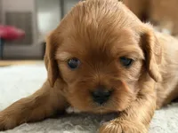 Stella , a female Cavalier King Charles Spaniel for sale in Kansas City, MO – 5 of 10