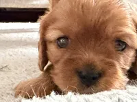 Stella , a female Cavalier King Charles Spaniel for sale in Kansas City, MO – 1 of 10