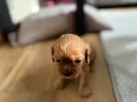 Stella , a female Cavalier King Charles Spaniel for sale in Kansas City, MO – 4 of 10