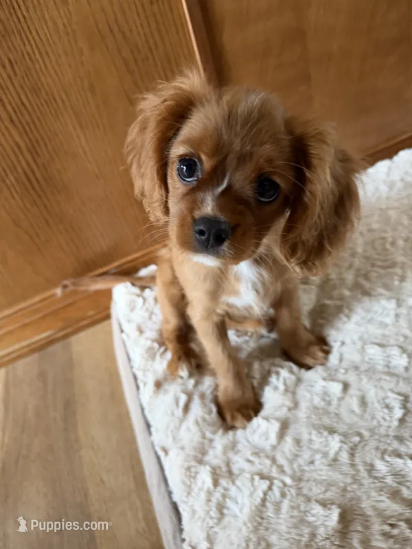 Sylvie  – Cavalier King Charles Spaniel puppy for sale in Kansas City, MO